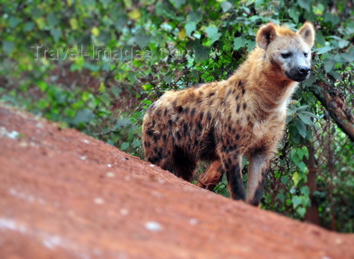 kenya154: Nairobi Safari Walk, Langata, Kenya: hyena - photo by M.Torres - (c) Travel-Images.com - Stock Photography agency - Image Bank