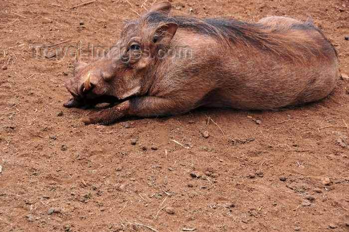 kenya155: Langata, Nairobi, Kenya: Langata Giraffe Centre - warthog resting - Phacochoerus africanus -  photo by M.Torres - (c) Travel-Images.com - Stock Photography agency - Image Bank