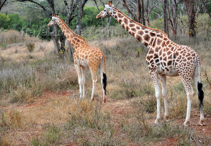 kenya157: Langata, Nairobi, Kenya: mother and  juvenile - Rothschild Giraffe - Langata Giraffe Centre - photo by M.Torres - (c) Travel-Images.com - Stock Photography agency - Image Bank