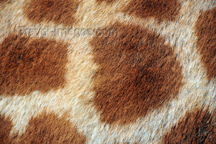 kenya158: Langata, Nairobi, Kenya: fur detail - Rothschild Giraffe - Langata Giraffe Centre - photo by M.Torres - (c) Travel-Images.com - Stock Photography agency - Image Bank