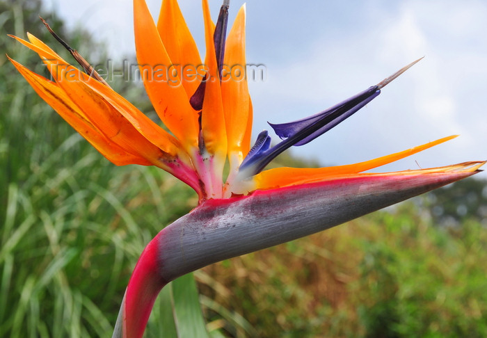 kenya160: Langata, Nairobi, Kenya: strelitzia at Mamba Village - flower - photo by M.Torres - (c) Travel-Images.com - Stock Photography agency - Image Bank