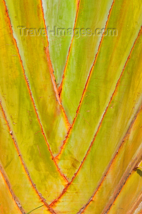 kenya161: Langata, Nairobi, Kenya: traveller's palm at Mamba Village - photo by M.Torres - (c) Travel-Images.com - Stock Photography agency - Image Bank