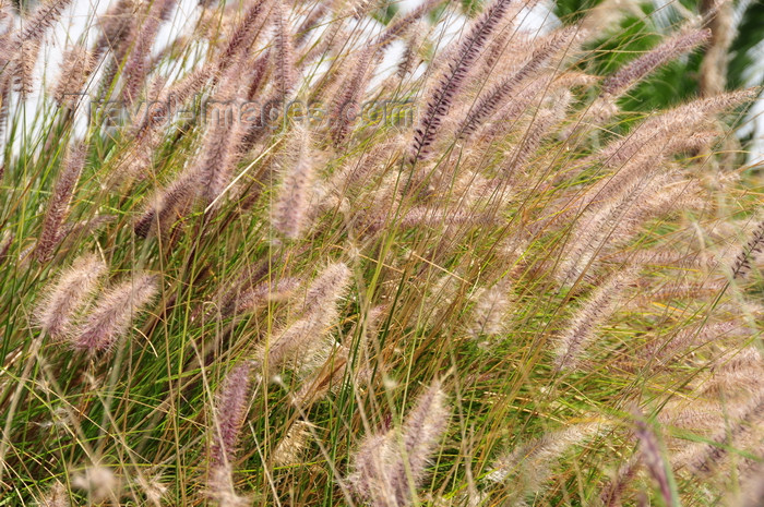 kenya162: Langata, Nairobi, Kenya: exotic grass at Mamba Village - photo by M.Torres - (c) Travel-Images.com - Stock Photography agency - Image Bank