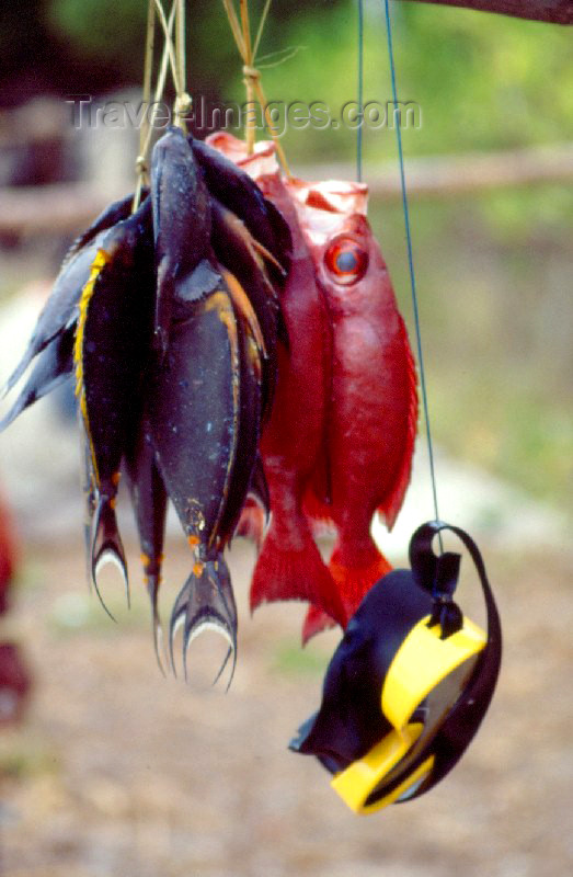 kenya17: Mtwapa, Kilifi District, Coast province: catch of the day - colorful fish - photo by F.Rigaud - (c) Travel-Images.com - Stock Photography agency - Image Bank