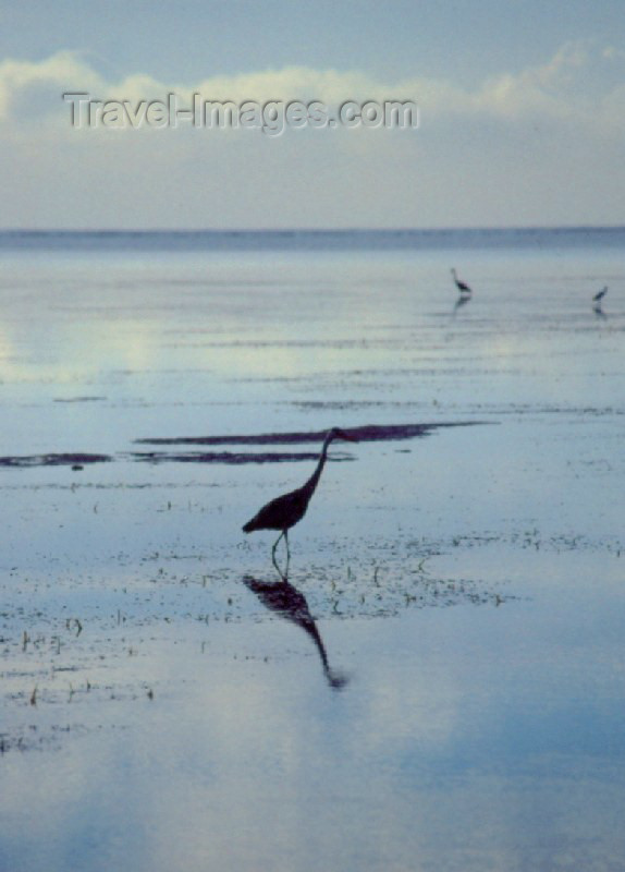 kenya3: Africa - Kenya - Kikambala - Kilifi District: heron on the water - Indian Ocean - fauna - bird - reflection - photo by F.Rigaud - (c) Travel-Images.com - Stock Photography agency - Image Bank