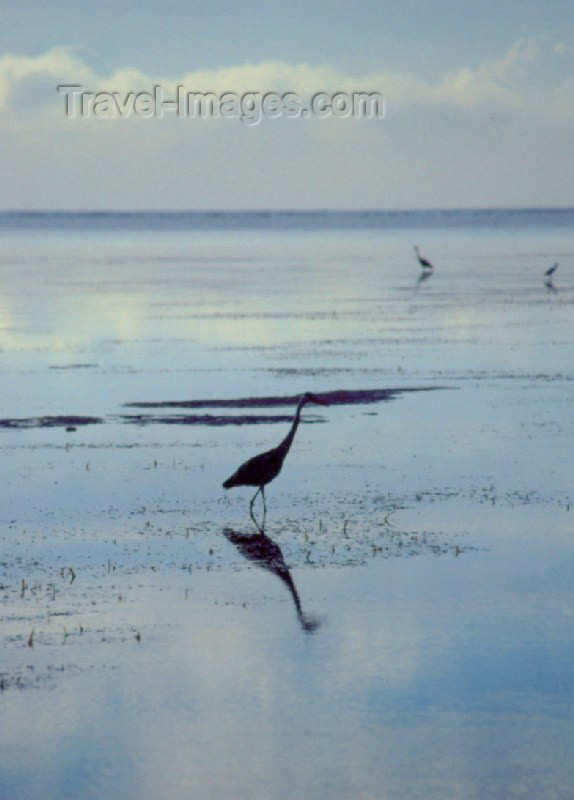 kenya3: Africa - Kenya - Kikambala - Kilifi District: heron on the water - Indian Ocean - fauna - bird - reflection - photo by F.Rigaud - (c) Travel-Images.com - Stock Photography agency - Image Bank