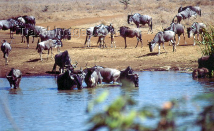 kenya31: Kenya - Nairobi National Park: animals at a water hole (photo by F.Rigaud) - (c) Travel-Images.com - Stock Photography agency - Image Bank