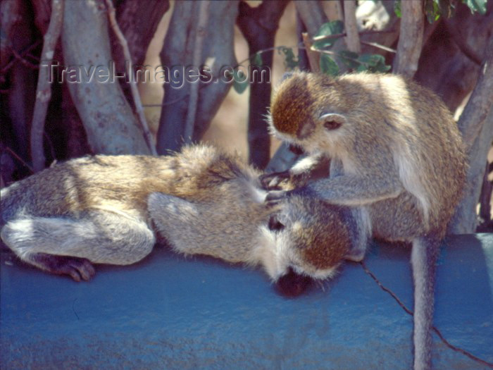 kenya34: Kenya - Nairobi National Park: monkeys (photo by F.Rigaud) - (c) Travel-Images.com - Stock Photography agency - Image Bank