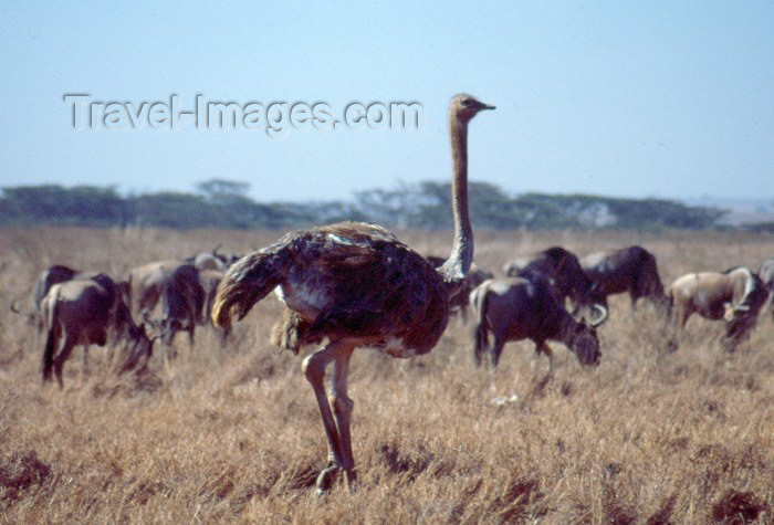 kenya35: Kenya - Nairobi National Park: ostrich (photo by F.Rigaud) - (c) Travel-Images.com - Stock Photography agency - Image Bank