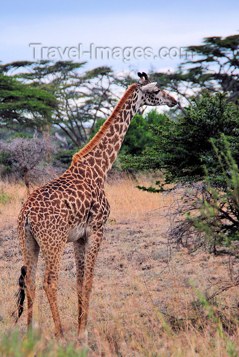 kenya36: Nairobi National Park, Kenya: giraffe looking for food among the  Acacia bushes - Masai Giraffe - Kilimanjaro Giraffe - Giraffa camelopardalis tippelskirchi - photo by M.Torres - (c) Travel-Images.com - Stock Photography agency - Image Bank