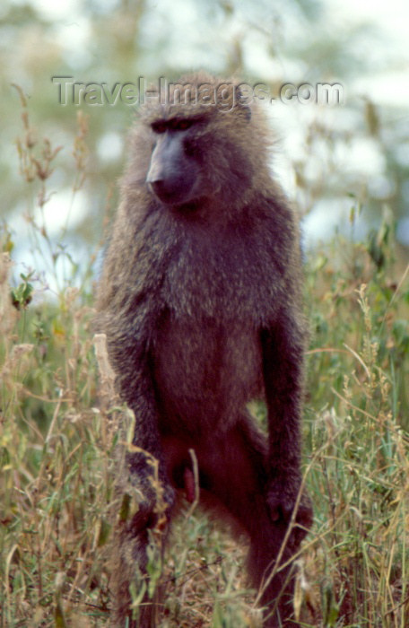kenya37: Kenya - Lake Nakuro National Park: olive baboon - genus Papio - papio cynocephalus Dutch name: olijfbaviaan English name: olive-baboon (photo by F.Rigaud) - (c) Travel-Images.com - Stock Photography agency - Image Bank