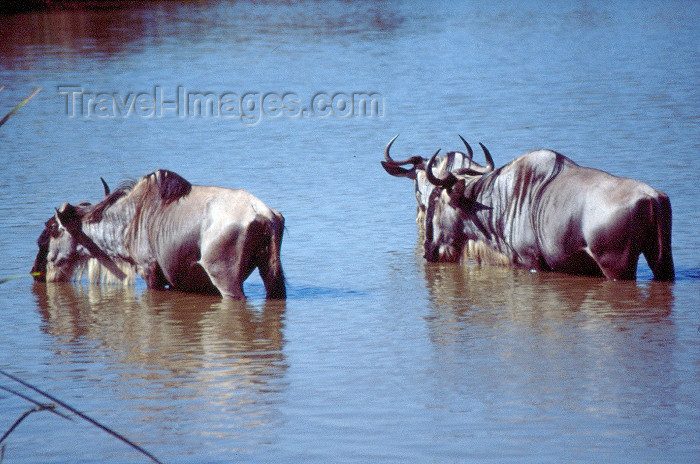 kenya38: Kenya - Nairobi National Park: gnus drinking - photo by Francisca Rigaud - (c) Travel-Images.com - Stock Photography agency - Image Bank