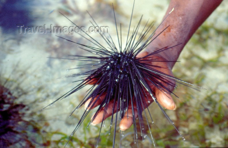 kenya4: Africa - Kenya - Kanamai, Mombassa, Coast province: sea urchin - spiny sea creature of the class Echinoidea - photo by F.Rigaud - (c) Travel-Images.com - Stock Photography agency - Image Bank