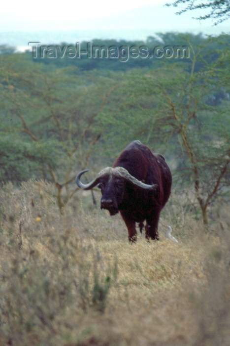 kenya44: Kenya - Lake Nakuro National Park: buffalo (photo by F.Rigaud) - (c) Travel-Images.com - Stock Photography agency - Image Bank