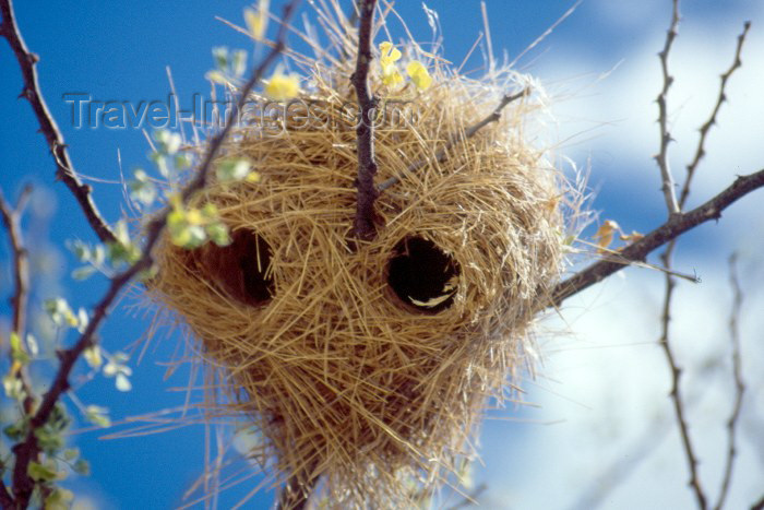 kenya45: Kenya - Olorgesailie: nest - weaver birds (photo by F.Rigaud) - (c) Travel-Images.com - Stock Photography agency - Image Bank