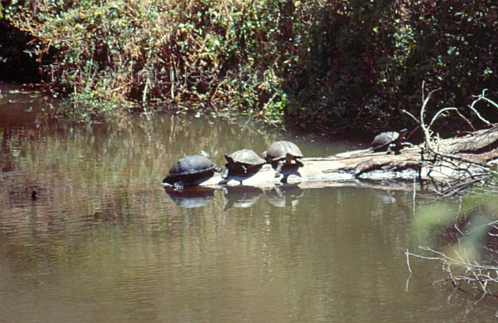 kenya46: Kenya - Nairobi National Park: turtles in the sun (photo by F.Rigaud) - (c) Travel-Images.com - Stock Photography agency - Image Bank