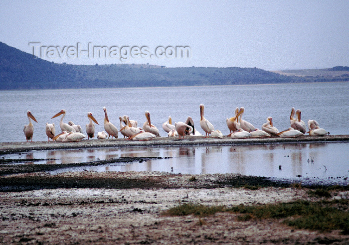 kenya53: Kenya - Lake Nakuru National Park: pelicans on Lake Nakuru,s one of the Rift Valley's soda lakes - birds - fauna - photo by F.Rigaud - (c) Travel-Images.com - Stock Photography agency - Image Bank