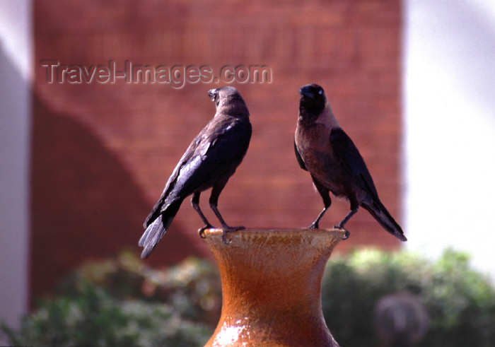 kenya67: East Africa - Kenya - Malindi / Melinde, Coast province: ravens on the waterfront - photo by F.Rigaud - (c) Travel-Images.com - Stock Photography agency - Image Bank