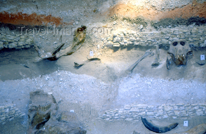 kenya72: Kenya - Olorgesailie, Rift Valley Provice: archaeological excavations - stratigraphy - strata containing skulls and other bones - layers (photo by F.Rigaud) - (c) Travel-Images.com - Stock Photography agency - Image Bank