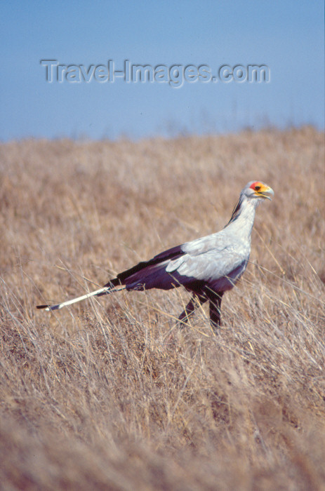 kenya73: Kenya - Lake Nakuru National Park - Rift Valley Province: Secretary Bird, Sagittarius serpentarius in the grassland - Africa - wildlife - fauna (photo by F.Rigaud) - (c) Travel-Images.com - Stock Photography agency - Image Bank