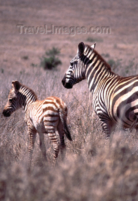 kenya74: Kenya - Lake Nakuru National Park - Rift Valley Province: zebra with calf - African fauna - safari - wildlife (photo by F.Rigaud) - (c) Travel-Images.com - Stock Photography agency - Image Bank