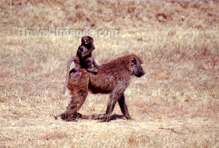 kenya75: Kenya - Lake Nakuru National Park - Rift Valley province: olive baboon female with baby - papio cynocephalus (photo by F.Rigaud) - (c) Travel-Images.com - Stock Photography agency - Image Bank