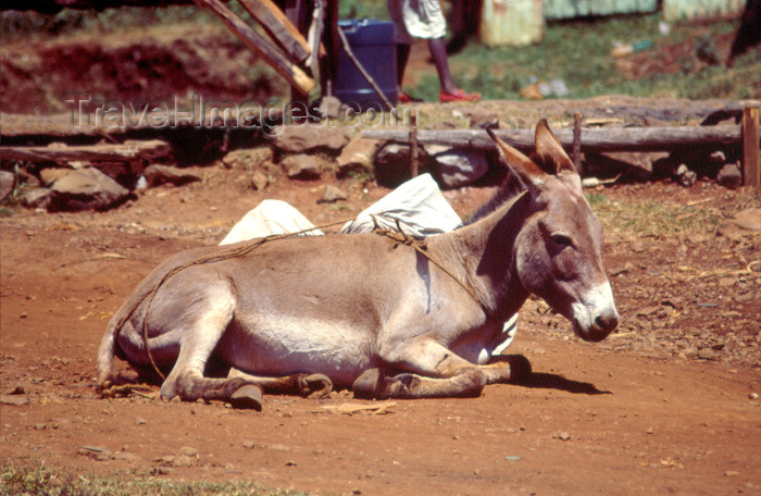 kenya76: Africa - Kenya - Kericho - Rift Valley Province: donkey resting (photo by F.Rigaud) - (c) Travel-Images.com - Stock Photography agency - Image Bank