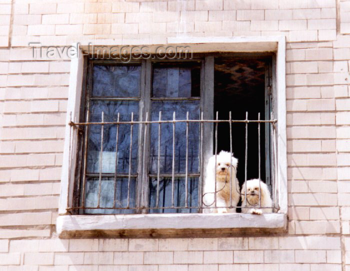 korean46: North Korea / DPRK - Pyongyang: not a meal - a rare dog as a pet (photo by M.Torres) - (c) Travel-Images.com - Stock Photography agency - Image Bank