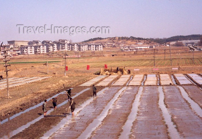 korean91: North Korea / DPRK - Rice padies under the red flags (photo by Miguel Torres) - (c) Travel-Images.com - Stock Photography agency - Image Bank