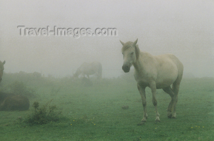 koreas50: Asia - South Korea - Jeju island / Cheju Island: horse in fog - photo by S.Lapides - (c) Travel-Images.com - Stock Photography agency - Image Bank