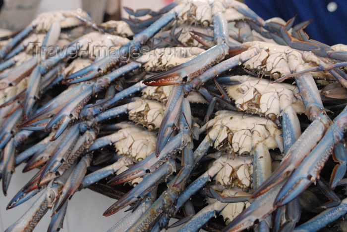 kuwait90: Kuwait city: fish market - crabs - photo by M.Torres - (c) Travel-Images.com - Stock Photography agency - the Global Image Bank