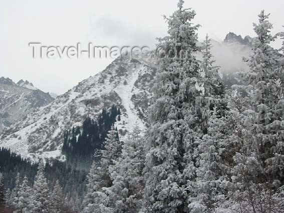 kyrgyzstan4: Kyrgyzstan - Ala-Archa National Park - Chuy oblast: gazing at the mountain top - trees and snow - photo by D.Ediev - (c) Travel-Images.com - Stock Photography agency - Image Bank