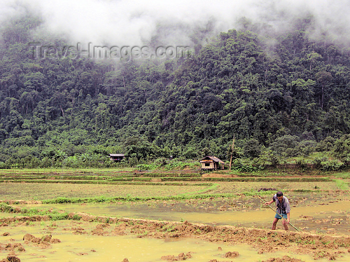 laos10: Laos - Vang Vieng: working in the fields - agriculture - rice production - photo by M.Samper - (c) Travel-Images.com - Stock Photography agency - Image Bank