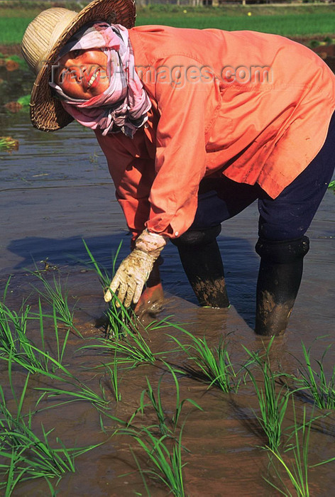 laos106: Laos: peasant women planting rice - agriculture - photo by E.Petitalot - (c) Travel-Images.com - Stock Photography agency - Image Bank