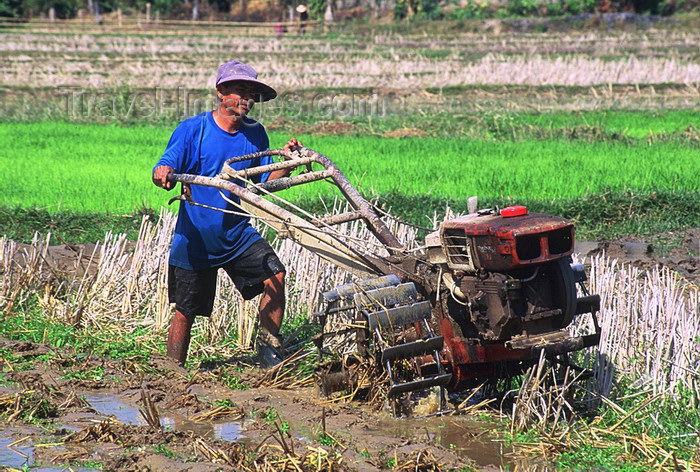 laos107: Laos: a ploughman in a rice field with a small tractor - photo by E.Petitalot - (c) Travel-Images.com - Stock Photography agency - Image Bank