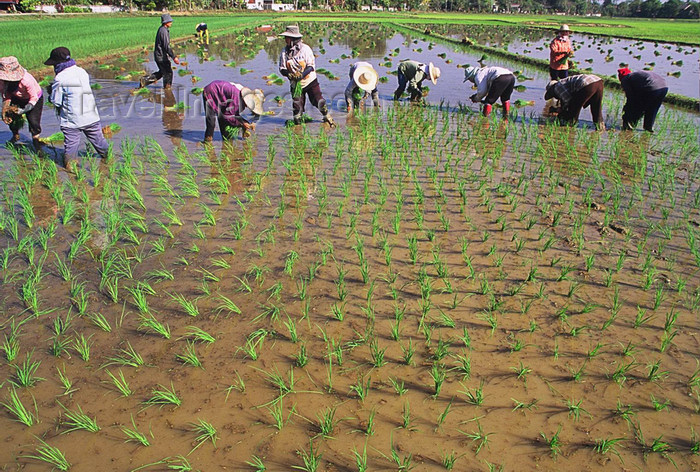 laos111: Laos: farmers planting rice in a paddy field - photo by E.Petitalot - (c) Travel-Images.com - Stock Photography agency - Image Bank