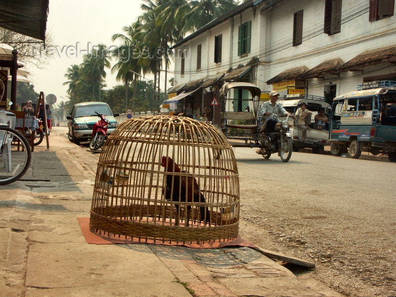 laos34: Laos - Indochina - Luang Prabang: caged bird (photo by P.Artus) - (c) Travel-Images.com - Stock Photography agency - Image Bank