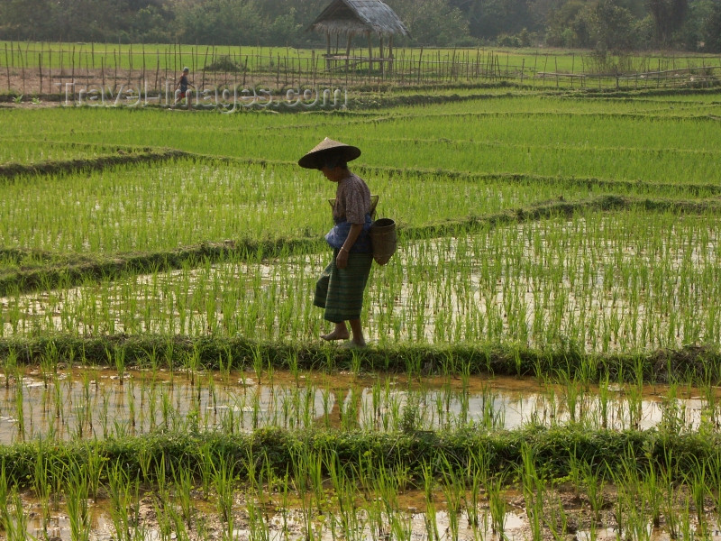 laos43: Laos - Muang Noi: Laotian peasant in the rice paddies - photo by P.Artus - (c) Travel-Images.com - Stock Photography agency - Image Bank