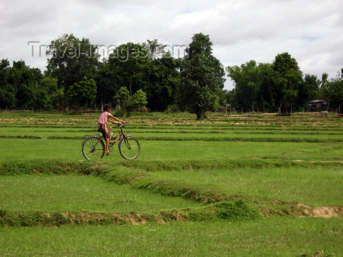 laos75: Laos - Don Det Island - Si Phan Don region - 4000 islands - Mekong river: bike in the fields - photo by M.Samper - (c) Travel-Images.com - Stock Photography agency - Image Bank