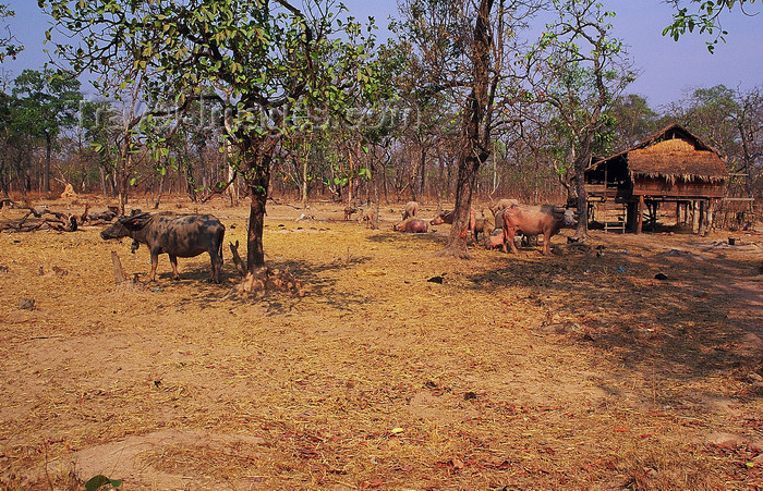 laos96: Laos: buffalos around a farm - dry season - photo by E.Petitalot - (c) Travel-Images.com - Stock Photography agency - Image Bank