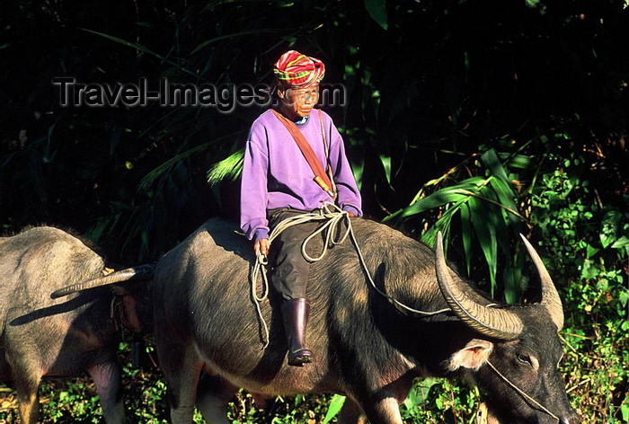 laos98: Laos: farmer riding a buffalo - photo by E.Petitalot - (c) Travel-Images.com - Stock Photography agency - Image Bank
