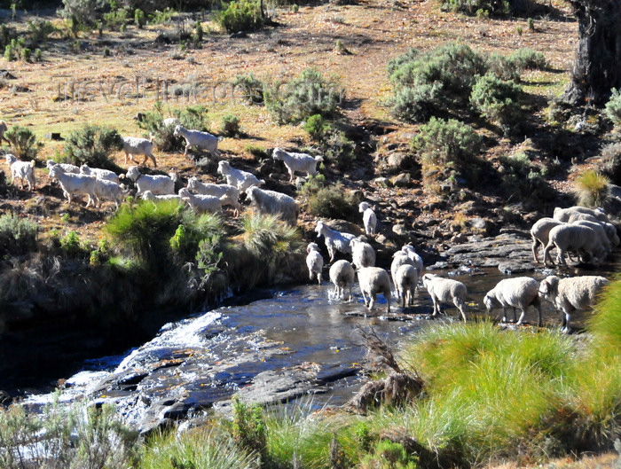 lesotho103: Tiping, Lesotho: sheep cross a river near the A3 road - photo by M.Torres - (c) Travel-Images.com - Stock Photography agency - Image Bank