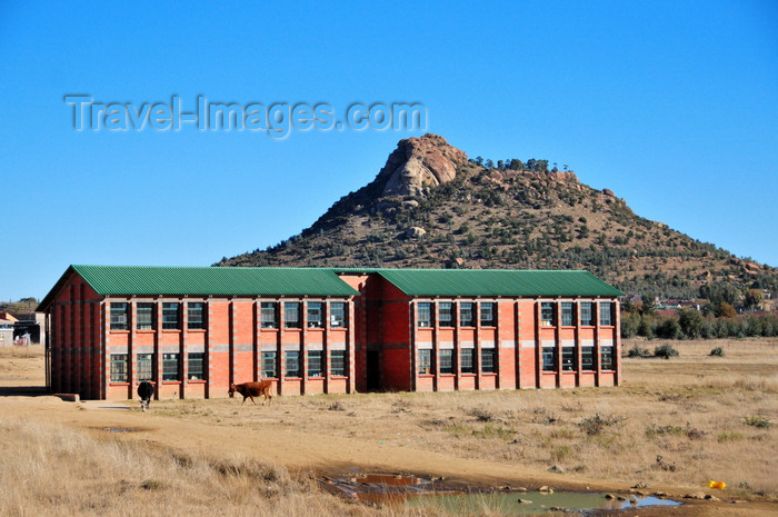 lesotho104: Leqele, Lesotho: cows at the primary school - hill in the background - photo by M.Torres - (c) Travel-Images.com - Stock Photography agency - Image Bank