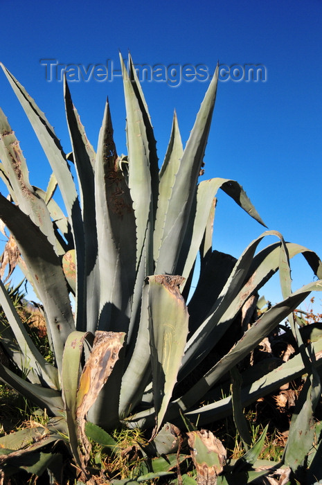 lesotho93: Roma, Lesotho: large aloe vera - photo by M.Torres - (c) Travel-Images.com - Stock Photography agency - Image Bank