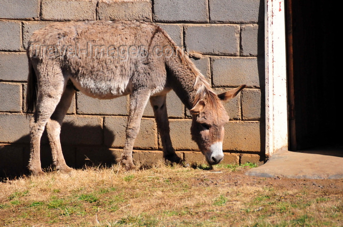 lesotho99: Ha Ramohope, Lesotho: a donkey at his master's door - photo by M.Torres - (c) Travel-Images.com - Stock Photography agency - Image Bank