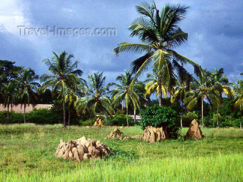 liberia1: Grand Bassa County, Liberia, West Africa: Buchanan / UCN - termite mounds - photo by M.Sturges - (c) Travel-Images.com - Stock Photography agency - Image Bank