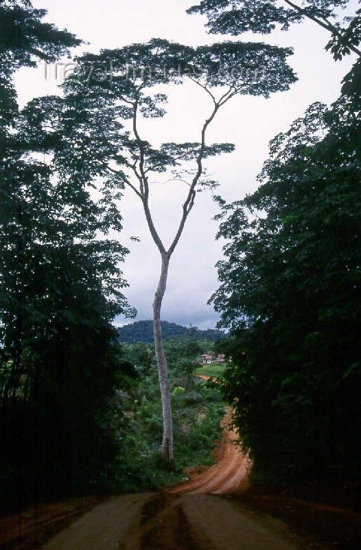 liberia19: Grand Bassa County, Liberia, West Africa: tree on rural road - photo by M.Sturges - (c) Travel-Images.com - Stock Photography agency - Image Bank