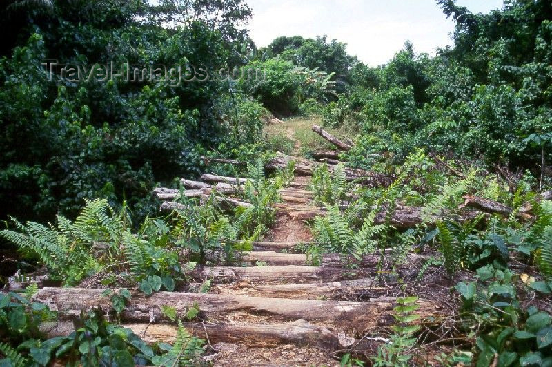 liberia22: Grand Bassa County, Liberia, West Africa: pedestrian bridge in the jungle - photo by M.Sturges - (c) Travel-Images.com - Stock Photography agency - Image Bank