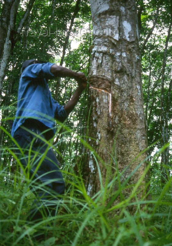 liberia8: Grand Bassa County, Liberia, West Africa: rubber trees - collecting latex at the old LAC plantation - rubber industry - photo by M.Sturges - (c) Travel-Images.com - Stock Photography agency - Image Bank