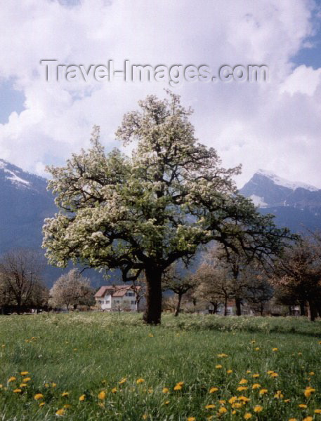 liech3: Liechtenstein - Spring in the valley - blossoming cherry tree (photo by M.Torres) - (c) Travel-Images.com - Stock Photography agency - Image Bank